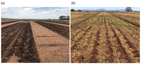 These two photos are images of (a) Re-application of plots in December 2018 at Dululu, and (b) the chickpea nearing maturity in 2019