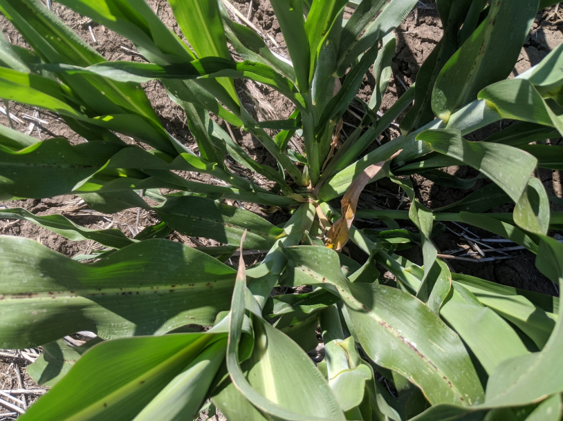 This photograph is of June 2020 planted Cracka sorghum in a low population plot on the 18th September with 8 tillers. Higher than average tiller counts in populations as high as 90000 plants/ha are often observed.