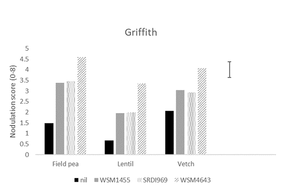 This column graph shows the nodulation score (0-8; adequate =4) for field pea, lentil and vetch at Griffith in 2020 when inoculated prior to sowing with the current Group F (WSM1455) or one of two experimental rhizobia strains. A nil inoculated control was included at all sites. Nodulation assessment was made using the method of Yates et al. (2016).