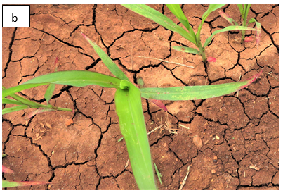 This is a photograph of damage to a young sorghum plant