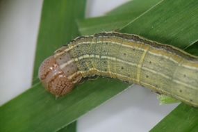 Image of the three parallel light stripes on an apparent ‘collar’ behind their head (prothoracic shield), a key feature of the common armyworm, southern armyworm and inland armyworm. The light stripes often, but not always, persist along the abdomen. (Image credit: Julia Severi, cesar Australia).