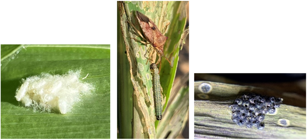 This series of 3 photographs show the most commonly observed natural enemies attacking FAW to date. (Left to right). Group of white, fluffy pupal cocoons of the larval parasitoid, Cotesia sp. The spined predatory shield bug making a meal of a FAW larva. A FAW egg mass that has been parasitised by Trichogramma. The small exit holes in the eggs are visible where the wasps have emerged.