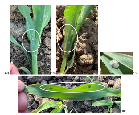 These photos show how the location of FAW eggs are laid on the underside of leaves in young crops.