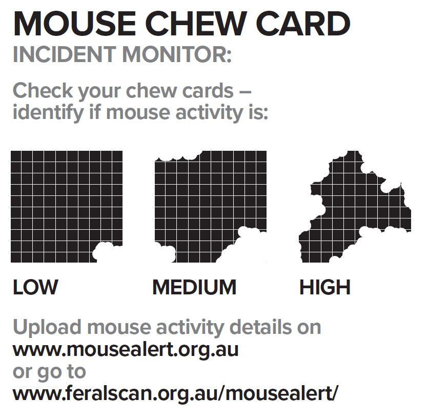Mouse chew cards