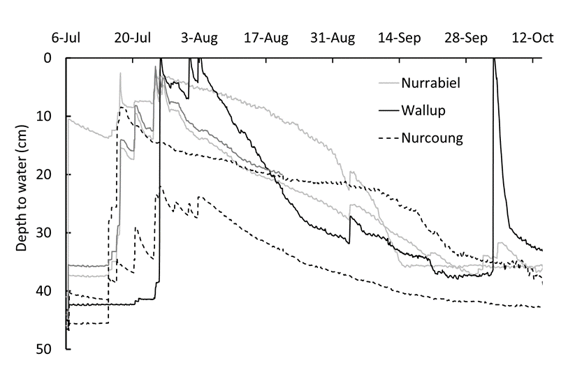Figure 3. Depth to a perched water table in three paddocks in the Wimmera in 2021 – Nurrabiel (2 monitoring positions), Wallup (1 position) and Nurcoung (2 positions).