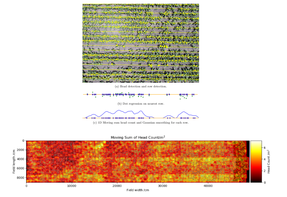 Head and row detection in UAV images (top) and fitted map of head density for entire 90 x 500m field (below). These analyses can be generated from UAV images without full mosaic processing and are viable for computation in the field.