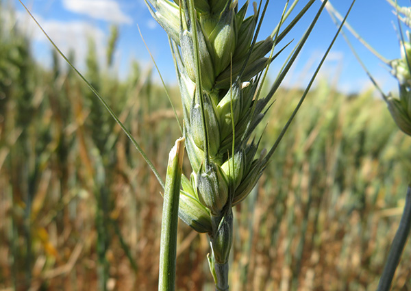 Wheat damage 2