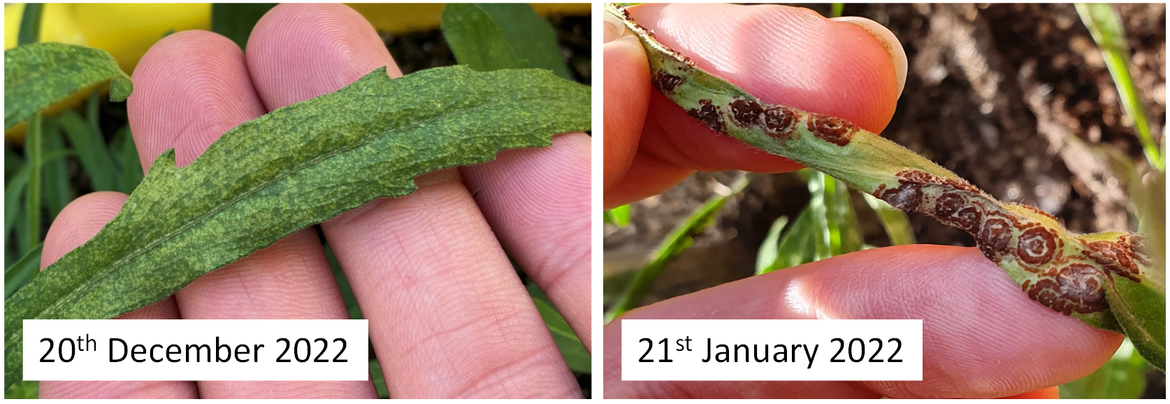 Two images showing infection symptoms on flaxleaf fleabane plants experimentally inoculated with the rust fungus under field conditions.