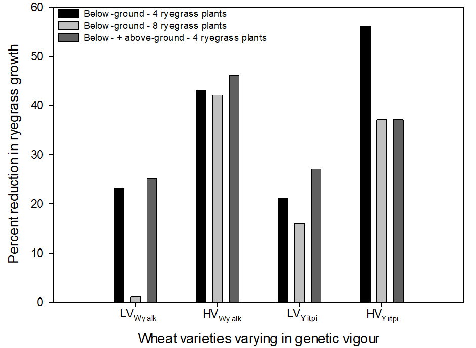 Reduction in ryegrass growth (biomass) for low vigour (LV) wheat varieties WyalkatchemA and YitpiA and their high vigour (HV) bred derivatives when assessed for below-ground competition in seedling pouches containing four or eight ryegrass seedlings and with above- and below-ground competition with four ryegrass seedlings. The four and eight plants correspond to 635 and 1270 ryegrass plants/m2. Differences between high and low vigour varieties for ryegrass biomass was statistically significant (p<0.05) for all treatments.