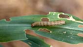 04 Sept 2022, Fall armyworm steps and lessons