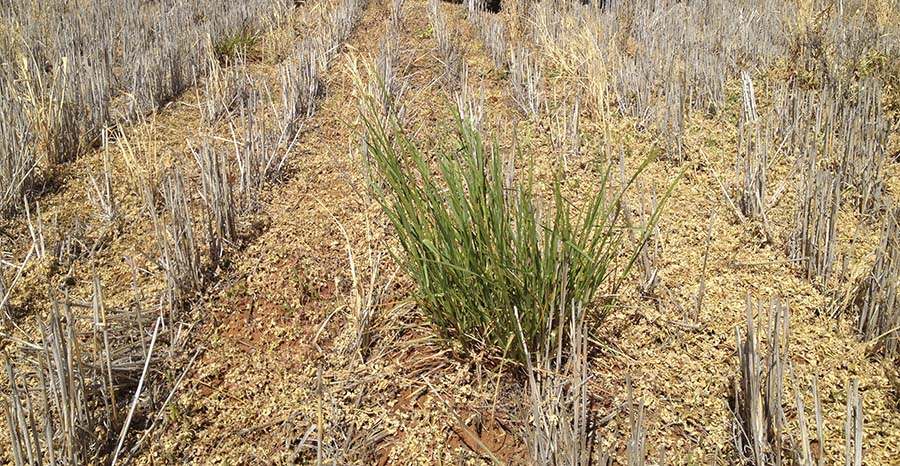 weeds in a paddock