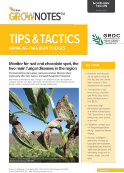 Tips and Tactics: Managing Faba Bean Diseases