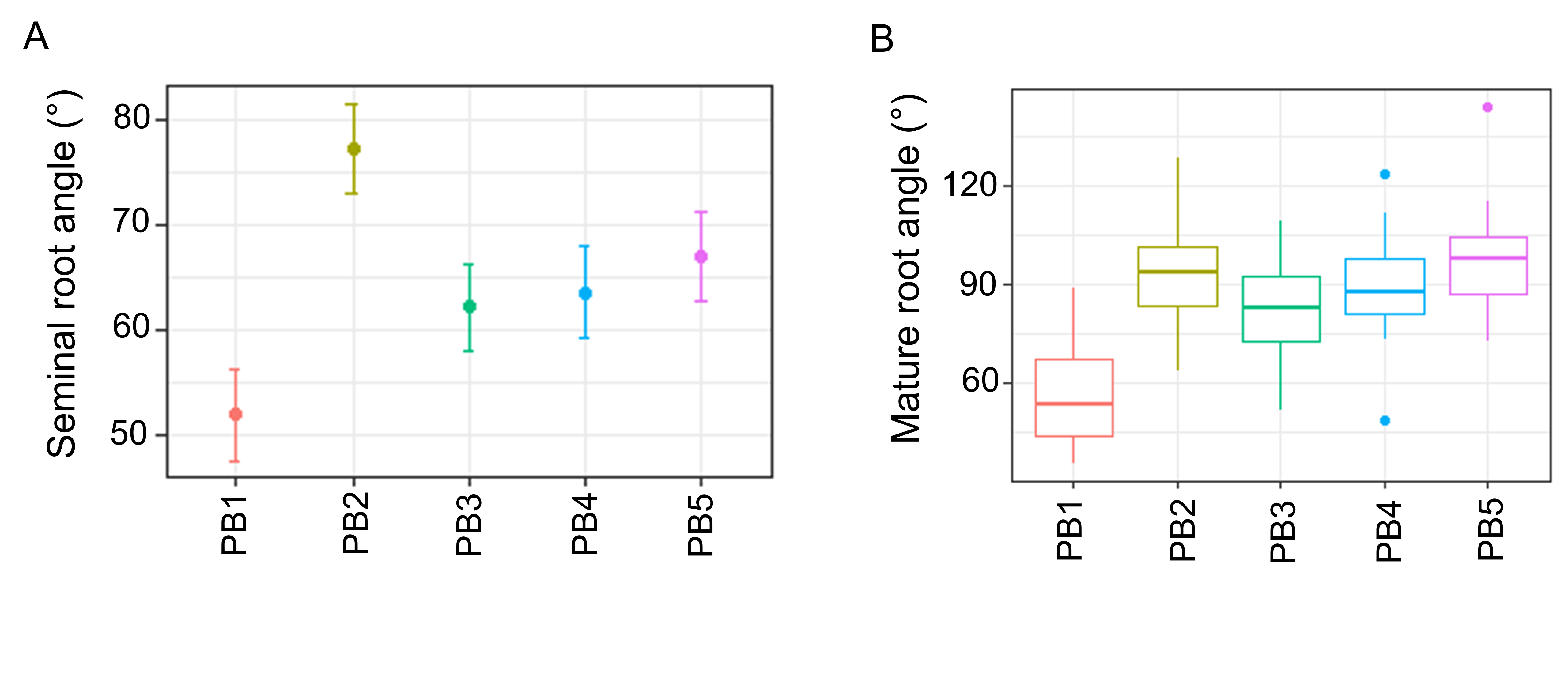 Figure 2A is a column graph that shows seminal root angle BLUPs measured using the ‘clear pot’ method, where error bars represent the standard error of the mean. Figure 2B  shows box-and-whisker plots displaying the full distribution of data for mature root angle measured using the ‘shovelomics’ methods. Adapted from Voss-Fels and Robinson et al. 2017.