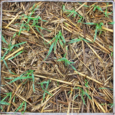 Figure 3 shows a visual indication of green shoot material available for grazing for 140 kg/ha green