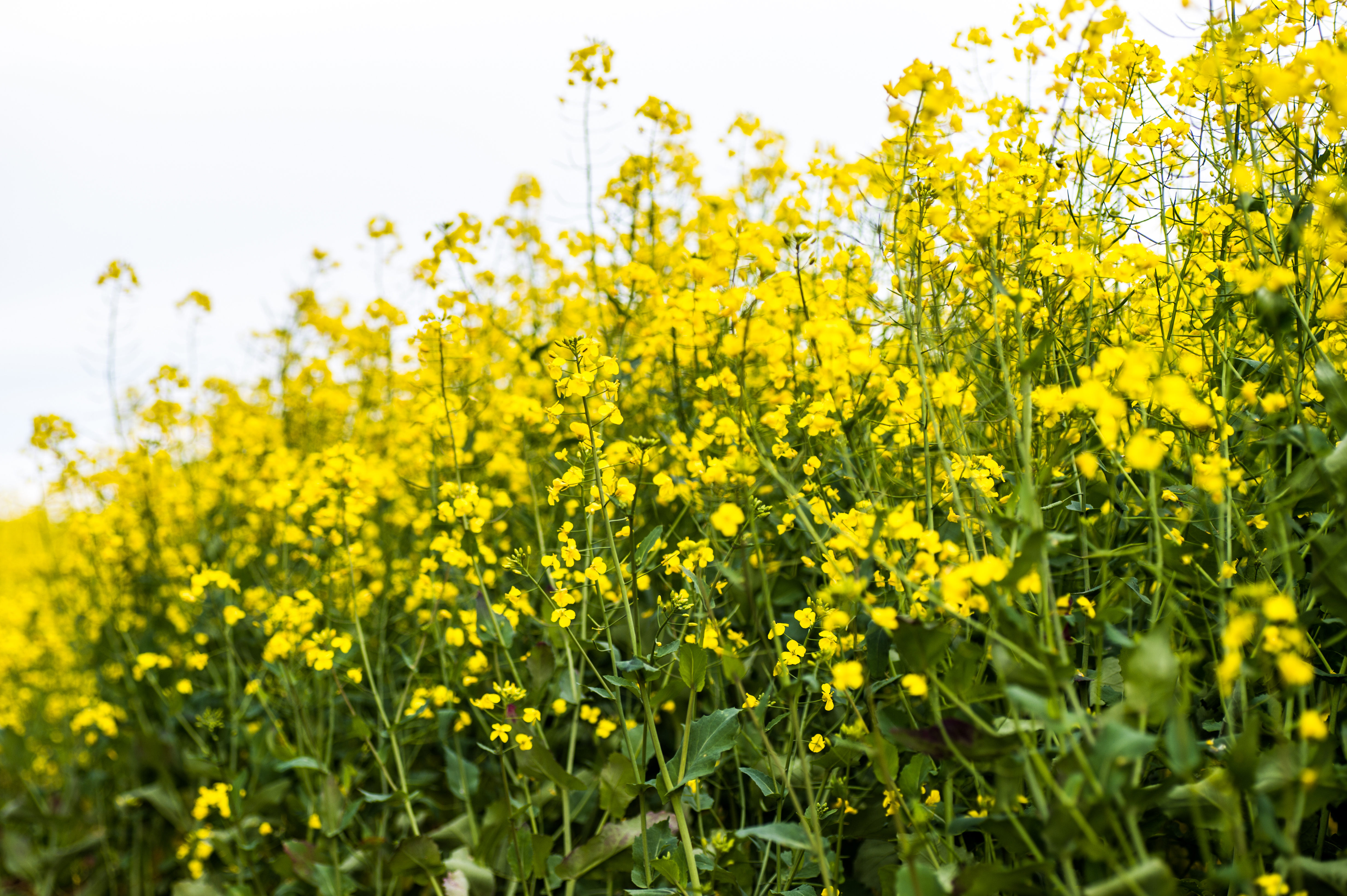 Timing the flowering of a canola crop by a number of factors including location can ensure quality and yield.
