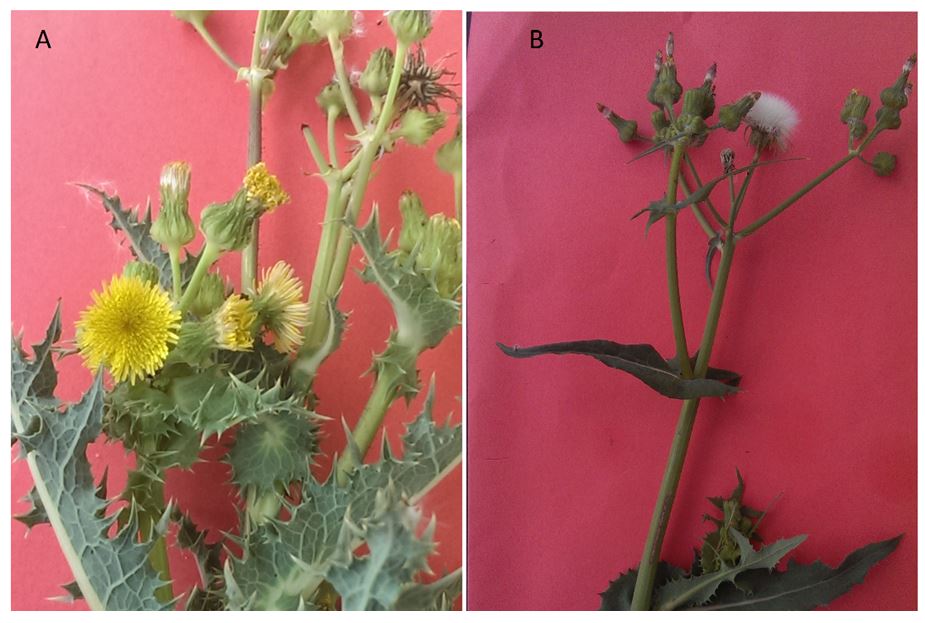 This is a photo of prickly sowthistle, a different variety, and another photo of prickly sowthistle bearing flower heads