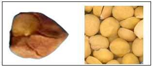 This is two snippets of photos showing cracked seed coats and split seeds, which are both more likely to result from weather damaged grain.