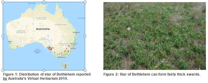 Distribution map and photo of Star of Bethlehem weed