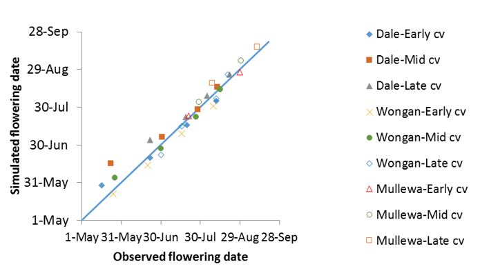 Scatter Graph of observed vs simulated flowering dates 