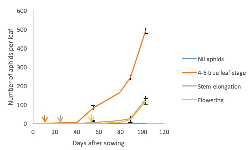 Line graph of Green peach aphid population after different points after sowing at each growth stage 