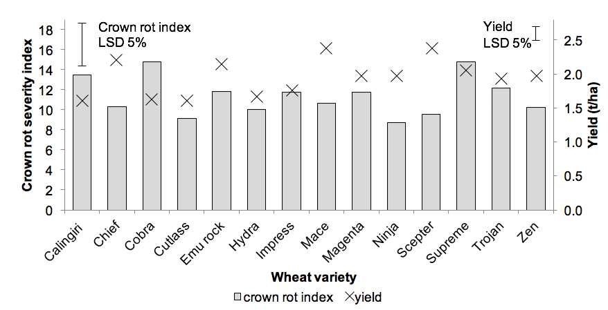 Bar graph the effect of wheat variety on yield and crown rot index 