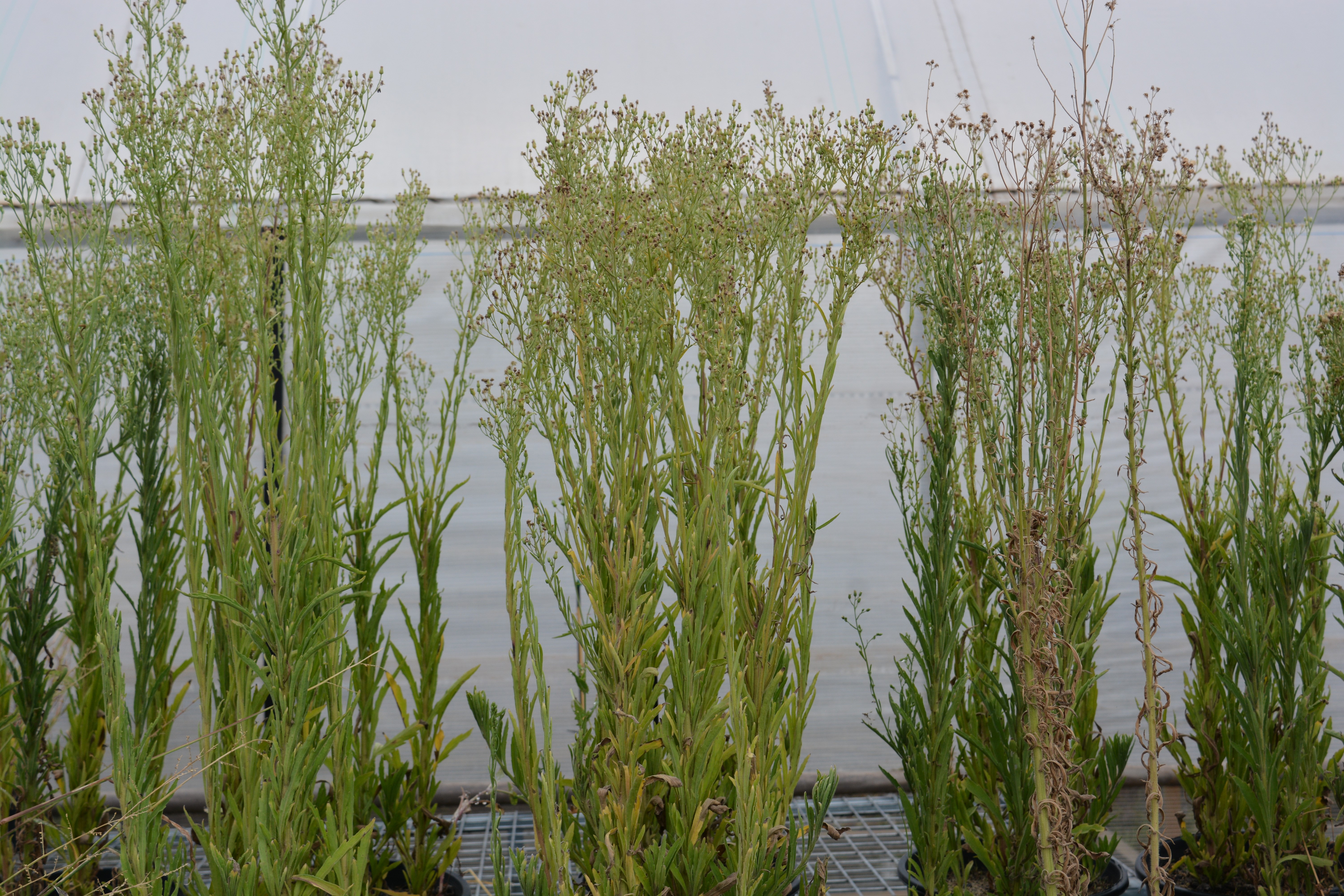 This photo shows tall fleabane plants