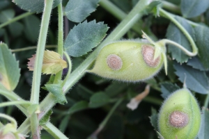 image of Asochyta blight in chickpeas
