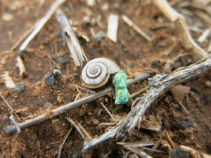 image of snail baiting 