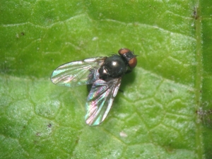 image of stem fly 