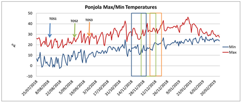 This temperature graph illustrates Sorghum flowering windows resulting from sowing 8 August, 11 September and  27 September at "Ponjola" Moree in 2018-19