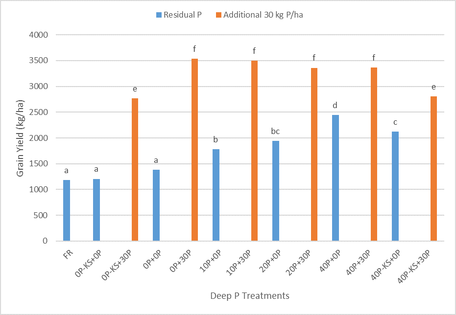 This column graph shows the mean grain yields (kg/ha) across all deep phosphorus treatments in 2019 Dysart chickpeas. Blue columns are residual P treatments, orange columns are treatments with additional 30 kg P/ha applied. Means with the same letters are not significantly different at the 5% level (lsd = 251.7).