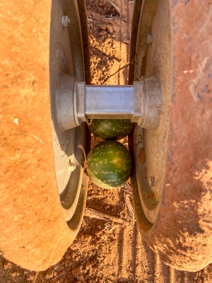 image of melon species