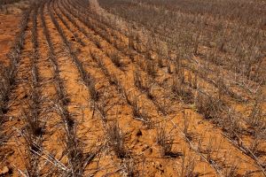 A crop field before planting