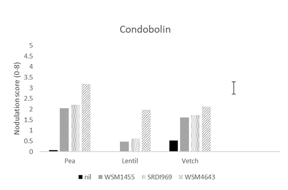 This column graph shows the nodulation score (0-8; adequate =4) for field pea, lentil and vetch at Condobolin in 2020 when inoculated prior to sowing with the current Group F (WSM1455) or one of two experimental rhizobia strains. A nil inoculated control was included at all sites. Nodulation assessment was made using the method of Yates et al. (2016).