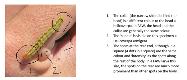 This figure shows and describes the identification points differentiating Helicoverpa armigera and fall armyworm (picture is Helicoverpa armigera)