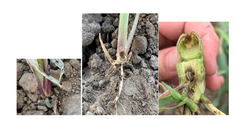 This series of photographs shows large FAW larvae sheltering under the soil surface and feeding on the base of seedlings. Damage caused by this feeding. Larvae can burrow up inside the stem too.