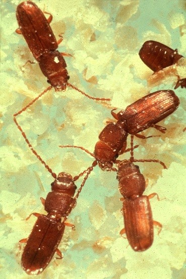 This is a photograph of Flat grain beetles, Cryptolestes spp.