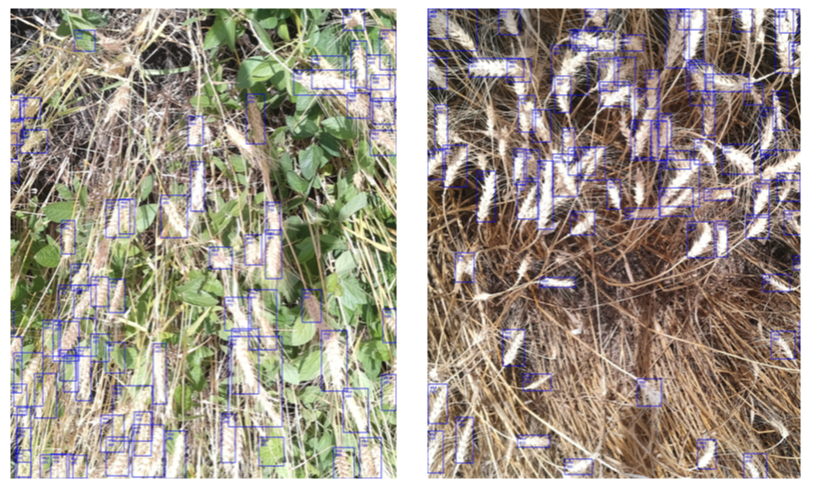 Real time 4K still image processing to count wheat heads using a machine-learning camera