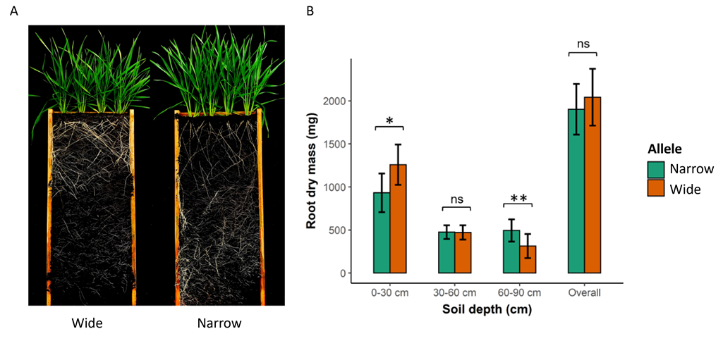 Photograph and column graph showing comparison of root distribution for DBA Aurora introgression lines that carry ‘wide’ and ‘narrow’ alleles for the major root angle QTL qSRA-6A. (A) visual representation of root distribution in the rhizoboxes. (B) Comparison of root dry mass extracted for the three depth layers and the total (overall) root dry mass. The green colour represents the narrow root angle allele and red represents the wide root angle allele. The significance level of contrasts between the two root angle alleles in unpaired t-tests is shown as symbols above the bars: P ≤ 0.05 ‘*’, P ≤ 0.01 ‘**’, and no significant difference “ns”.