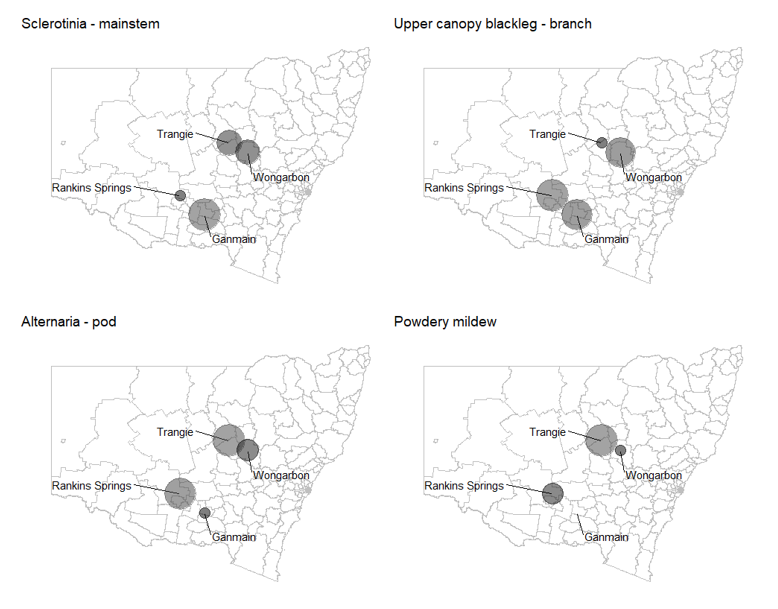 Four maps of NSW showing severity of the diseases Sclerotinia stem rot (main stem), upper canopy blackleg (branch), Alternaria (pod) and powdery mildew across five canola fungicide response trials in NSW in 2021. Larger circles represent greater infection levels (data presented from untreated control). Data presented is dimensionless and no comparison can be made between diseases.