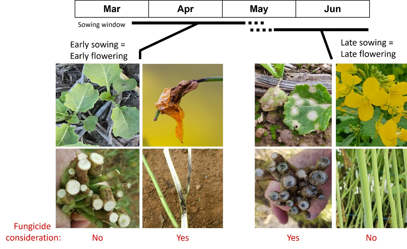 Sowing time, and therefore flowering time determines whether you will be needing to control crown canker blackleg or upper canopy infection blackleg. 