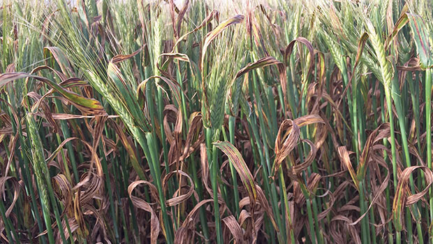 Net form net blotch infection on the barley variety RGT Planet at the South East Premium Wheat Growers Association (SEPWA) trial site, Esperance Port Zone, 2022.