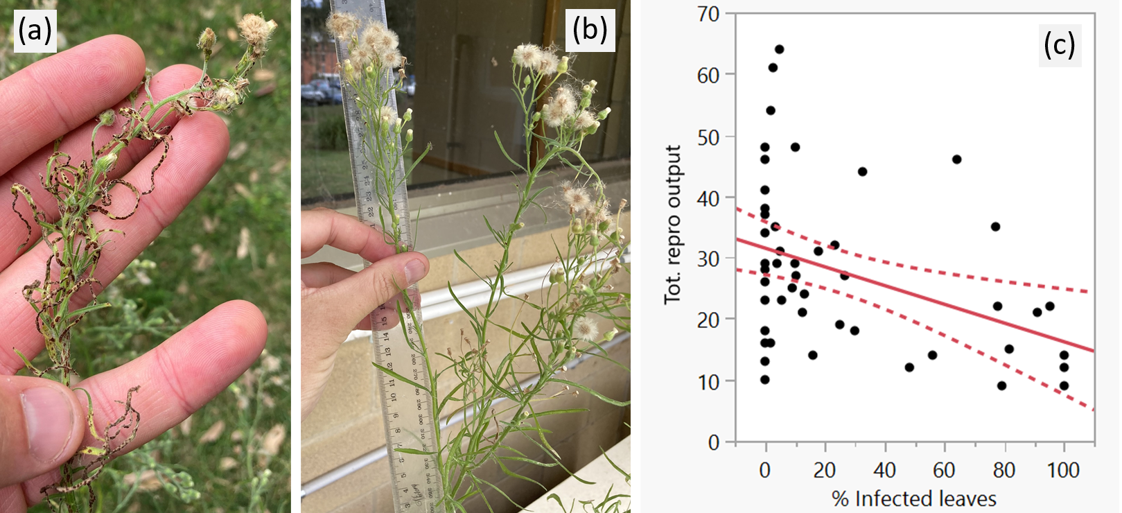 Images and a graph showing the results of fungal inoculation experiment on the reproductive output of host flaxleaf fleabane plants: (a) heavily infected and (b) non-infected inflorescences, and (c) linear relationship between reproductive output (number of flower heads per inflorescence) and % of infected leaves per inflorescence.
