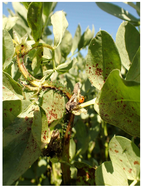 Photograph showing Faba bean plant infested with aphids, causing curving of the stalk.