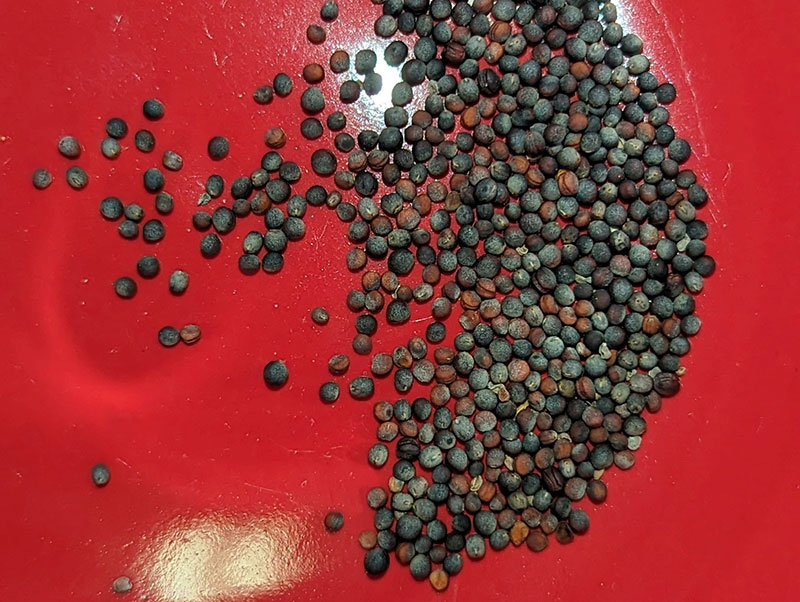 Example of the weather-affected grey canola seed observed during the 2023 harvest. 