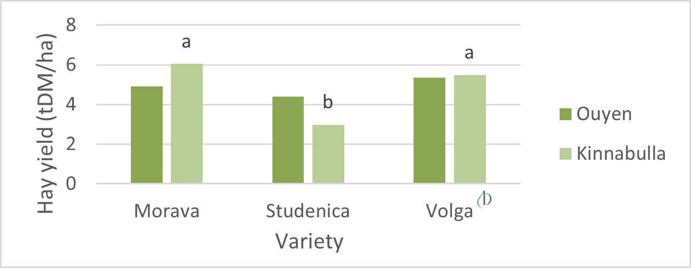 Hay yield (t DM/ha) of varieties at Ouyen and Kinnabulla. Columns with different letters show significant difference. The sites were analysed separately. Ouyen = NS, Kinnabulla P<0.001, Lsd 1.86t DM/ha, CV 26.7%.