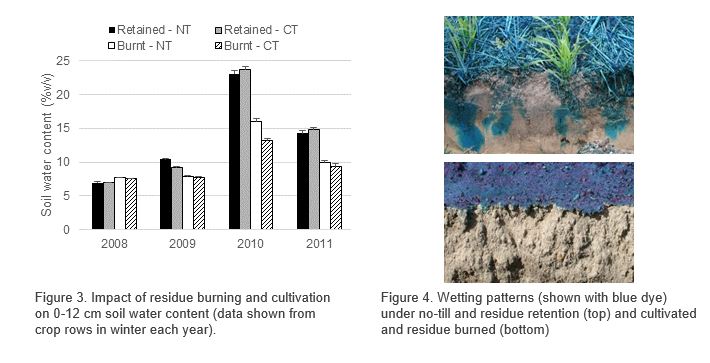 bar graph and image Figure 3. Impact of residue burning and cultivation on 0-12 cm soil water content (data shown from crop rows in winter each year).Figure 4. Wetting patterns (shown with blue dye) under no-till and residue retention (top) and cultivated and residue burned (bottom)