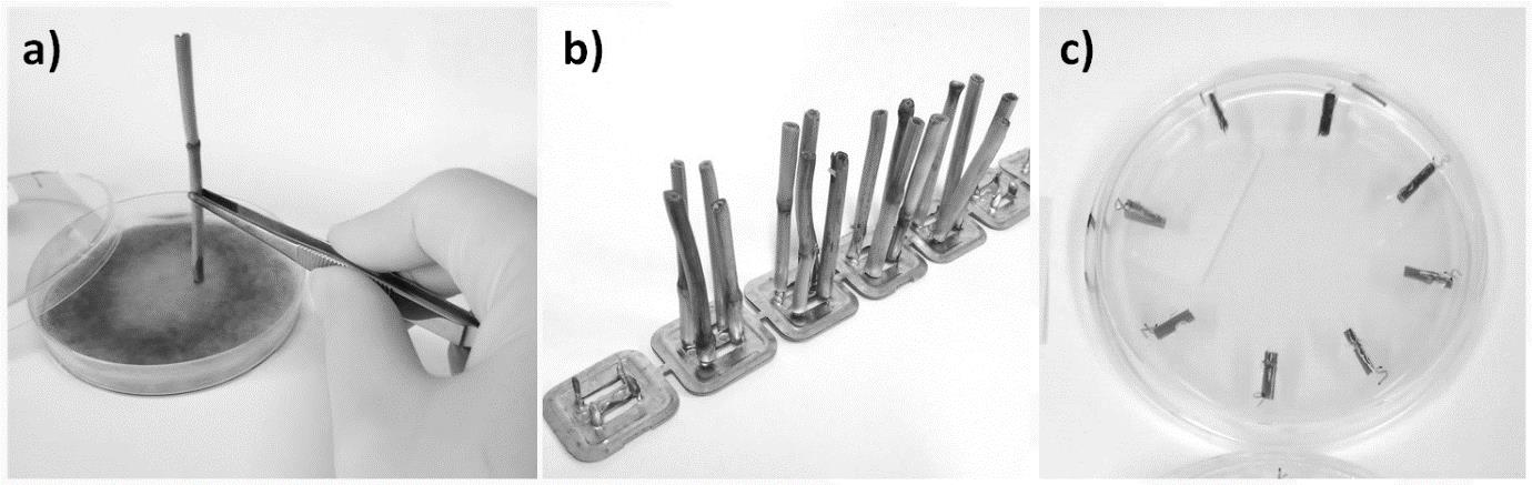 This image shows three different components of a controlled environment experiment on saprophytic growth in stubble -  (a) Sterile stubble inoculated with an F. pseudograminearum agar plug by pressing stubble into the isolate culture. (b) Stubble pieces set vertically onto nail plates after inoculation. (c) Stubble trimmed into 1 cm pieces and plated onto agar for culturing after being subject to wet, wet then dry or dry environments for five days