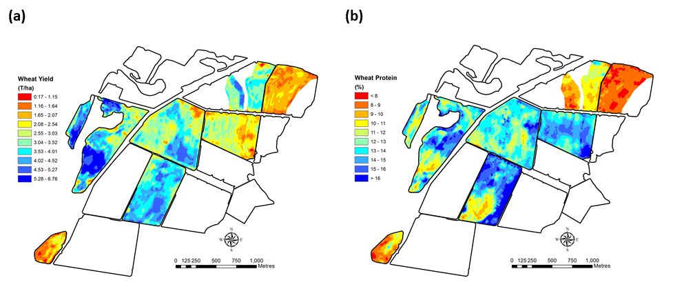 These maps show the Spatial pattern of wheat grain yield (a) and wheat grain protein content (b) across a farm in northern NSW