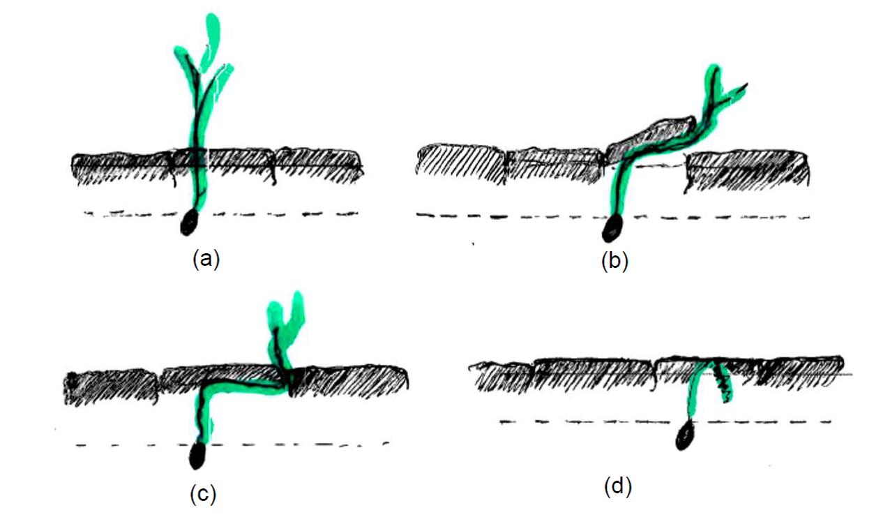 This is a set of four drawings showing four different mechanisms of seedling emergence that occurred in the strong crust condition of sodic soils in Experiment 2.  In ‘strong crust’, the thickness and strength of the crust increased with time and genotypes showed variability in their ability to emerge. Four different scenarios were observed in the strong crust. Firstly, some genotypes emerged easily and achieved higher seedling emergence in strong crust (Figure 9a), e.g. Spitfire . Secondly, seedlings of some wheat genotypes were able to push against the thick surface crust, which resulted in successful but delayed emergence (Figure 9b), e.g. Trojan . Thirdly, the coleoptiles of some genotypes started growing underneath the crust and searched for a crack through which to emerge, which resulted in delayed emergence (Figure 9c), e.g. Ventura . Finally, seedlings of some genotypes were unable to achieve any of these three successful outcomes and remained curled up underneath the crust.  Thus, seedling emergence was prevented even though successful germination occurred (Figure 9d), e.g. EGA Gregory.